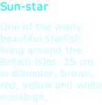 Sun-star One of the many beautiful starfish living around the British Isles. 25 cm in diameter, brown, red, yellow and white markings.