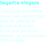 Sagartia elegans These sea anemones colour can varies from reds to yellows to brown and green, from rock pools to wrecks. All around the British coast.